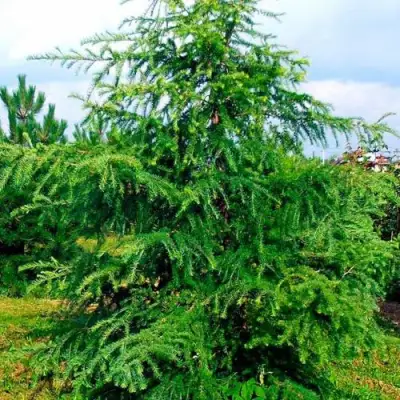 Лиственница европейская в Могилёве