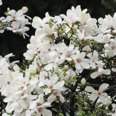 Магнолия КОБУС в Могилёве