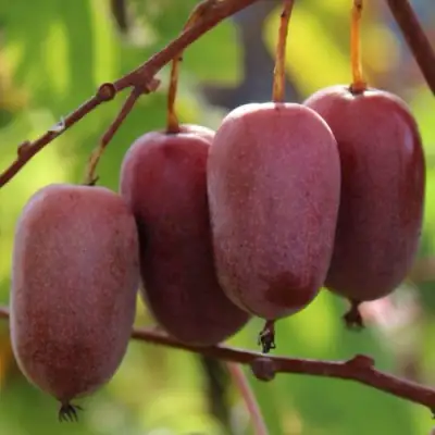 Актинидия ПУРПУРНО САДОВАЯ  аргута в Могилёве