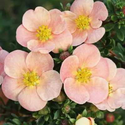 Лапчатка ДЕЙДАУН кустарниковая  в Могилёве