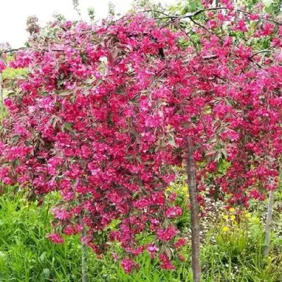 Яблоня КИНГ БЬЮТИ декоративная в Могилёве