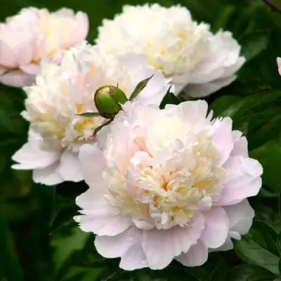 Пион ШИРЛИ ТЕМПЛ травянистый в Могилёве