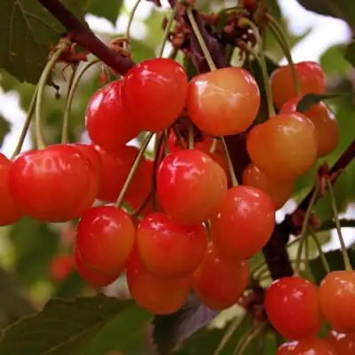 Черешня ФАТЕЖ в Могилёве