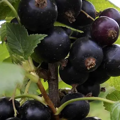 Смородина чёрная НЕСТЕР КОЗИН в Могилёве