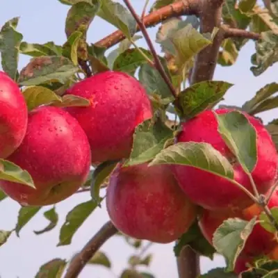 Яблоня РОЖДЕСТВЕНСКОЕ в Могилёве