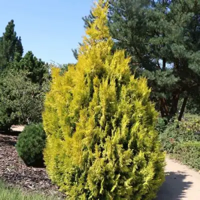 Туя СТОУНХАМ ГОЛД складчатая в Могилёве