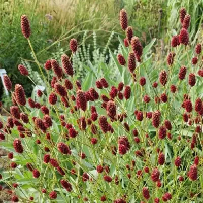 Кровохлебка БИТЛВИНГЗ в Могилёве