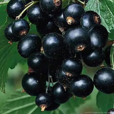 Смородина черная БЕН КОНАН в Могилёве