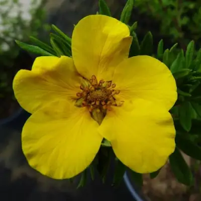 Лапчатка ГОЛДФИНГЕР кустарниковая в Могилёве