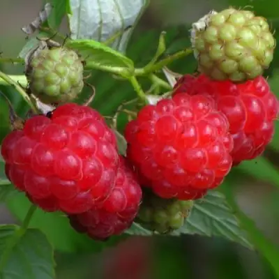 Малина СОЛНЫШКО в Могилёве