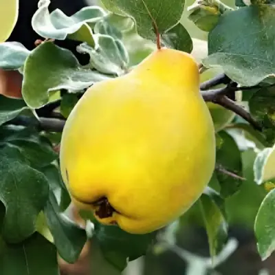 Айва МИР в Могилёве