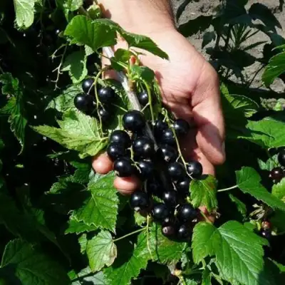 Смородина чёрная СЕЛЕЧЕНСКАЯ в Могилёве