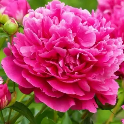 Пион НОЧНЫЕ ГРЕЗЫ древовидный в Могилёве