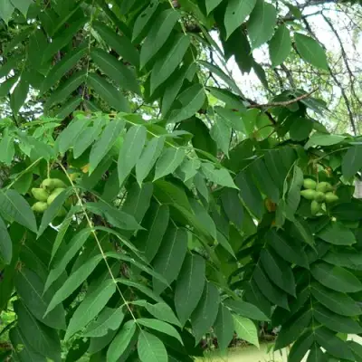 Орех МАНЬЧЖУРСКИЙ в Могилёве