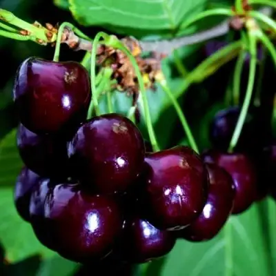 Дюк НОЧКА в Могилёве