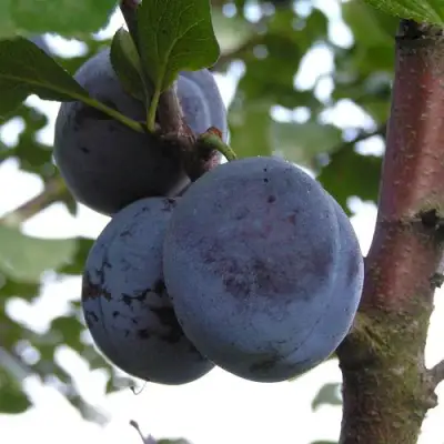 Слива ВЕНГЕРКА БЕЛОРУССКАЯ в Могилёве