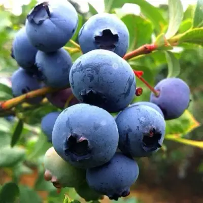 Голубика ДЮК в Могилёве