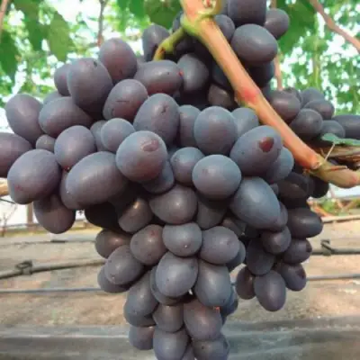 Виноград ПОДАРОК НЕСВЯТАЯ в Могилёве