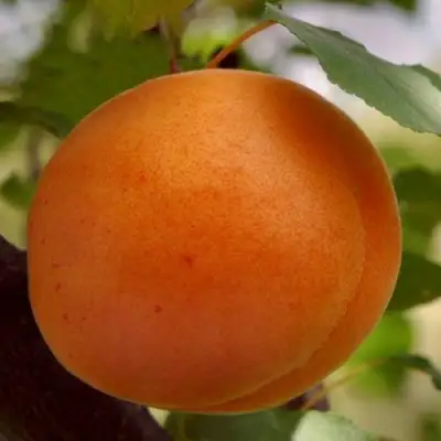 Абрикос ОЛИМП в Могилёве