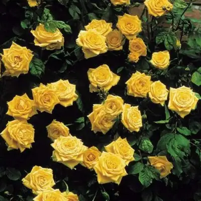 Роза ЛАНДОРА чайно-гибридная в Могилёве