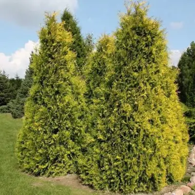 Туя АУРЕОСПИКАТА западная в Могилёве