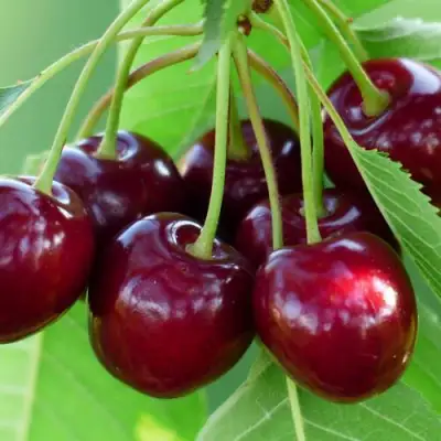 Дюк ЖИВИЦА (ЧЕРЕВИШНЯ) в Могилёве