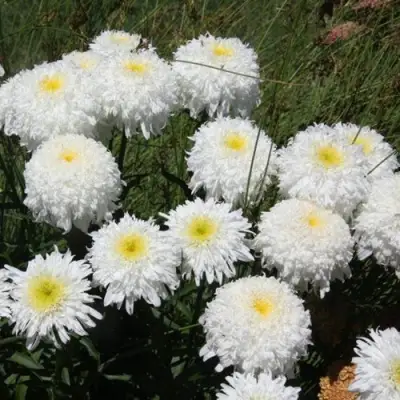 Нивяник ФИОНА ГОГХИЛЛ великолепный в Могилёве