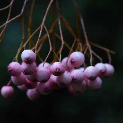 Рябина ПЕКИНСКАЯ сладкоплодная в Могилёве