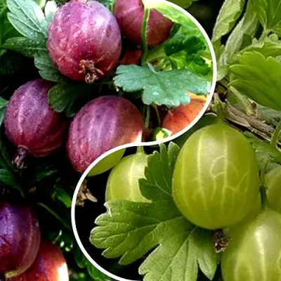 Комплект РЕДКИЙ СЧАСТЛИВЧИК в Могилёве