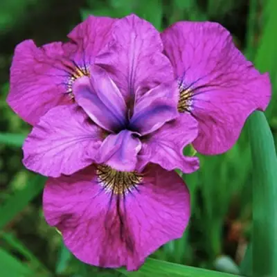 Ирис СИ Я ЛЕЙТЕР сибирский в Могилёве