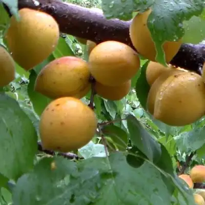 Абрикос МАНИТОБА в Могилёве