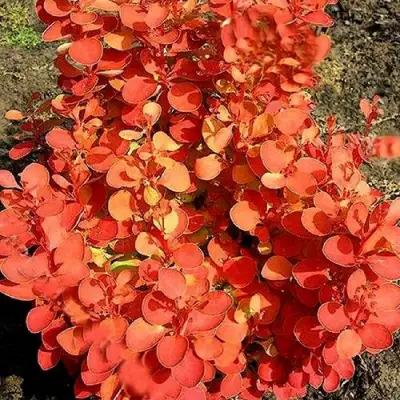 Барбарис ОРАНЖ ФАЙЕР тунберга в Могилёве