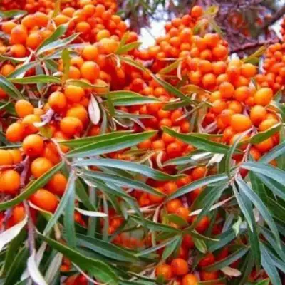 Облепиха ВОРОБЬЕВСКАЯ в Могилёве