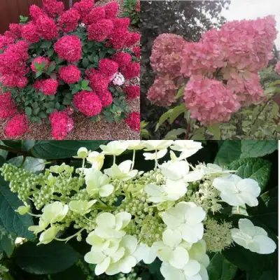 Комплект САД ЭМОЦИЙ в Могилёве