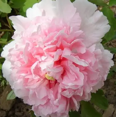 Пион БУКЕТ РОЗОВЫХ ГВОЗДИК древовидный в Могилёве