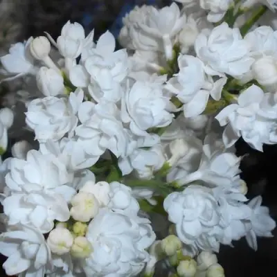 Сирень МИСС ЭЛЕН ВИЛМОТТ в Могилёве