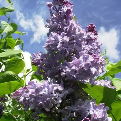 Сирень КРЫЛЬЯ НАДЕЖДЫ в Могилёве