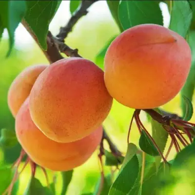 Абрикос ДЕБЮТ в Могилёве