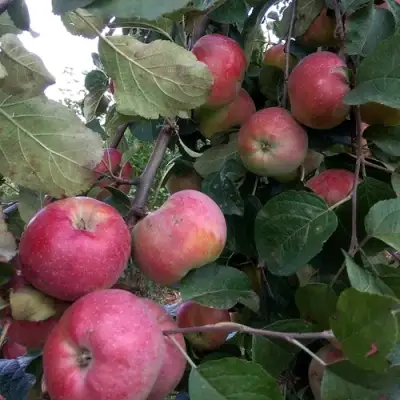 Яблоня АЛЬВА в Могилёве