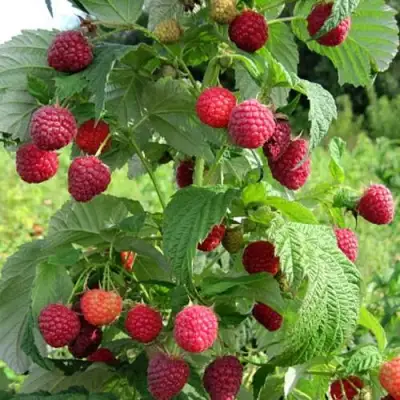 Малина БРУСИЛОВСКАЯ в Могилёве