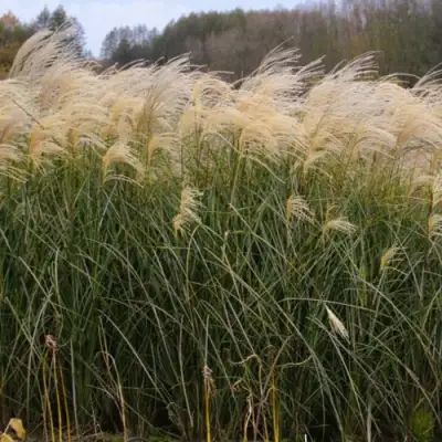 Мискантус ВАНИЛЛА СКАЙ китайский в Могилёве