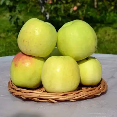 Яблоня БИРСКОЕ ГРУШЕВОЕ (БИЧИК) в Могилёве