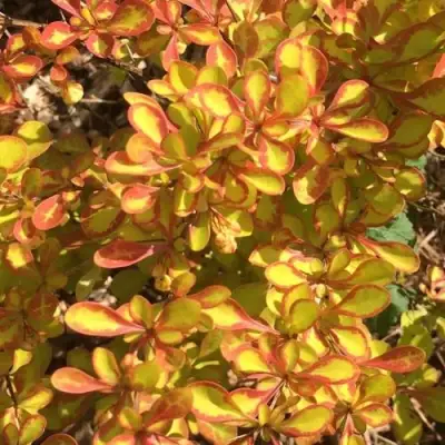 Барбарис САММЕР САНСЕТ тунберга в Могилёве