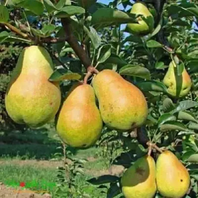 Груша ДОБРЯНКА в Могилёве