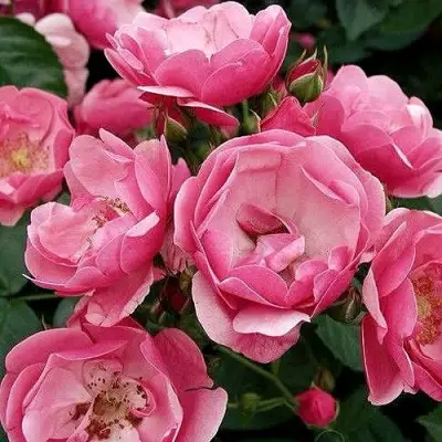 Роза АНГЕЛА флорибунда в Могилёве