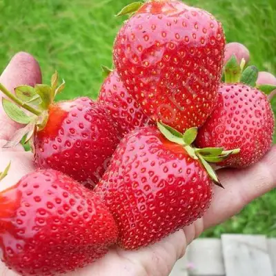 Клубника ЭЛИАНЕ в Могилёве