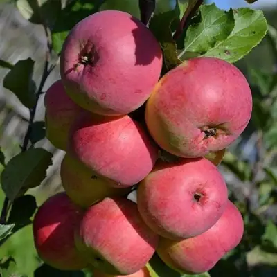 Яблоня ВЭМ-РОЗОВЫЙ в Могилёве