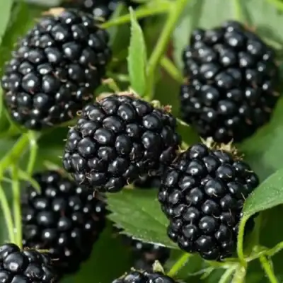 Ежевика ТРИПЛ КРАУН бесшипная  в Могилёве