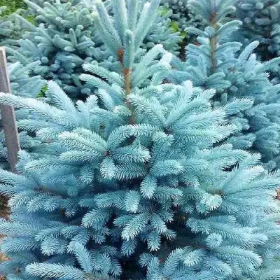 Ель МАДЖЕСТИК БЛЮ колючая в Могилёве