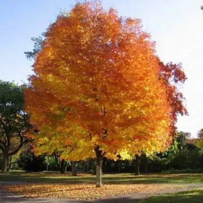 Клен серебристый в Могилёве